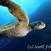 turtle_green_manout_ci_h_0089_cos1288.jpg